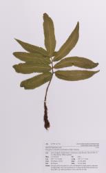 Dryopteris sieboldii. Herbarium specimen of self-sown plant from Rotorua, AK 299456, showing sterile, broadly ovate, 1‑pinnate frond with three pairs of pinnae.
 Image: Auckland Museum © Auckland Museum All rights reserved